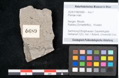 Foto (Objekt + Etikett) von Plantae indet.  (NHMW-GEO-2024-0188-6689)